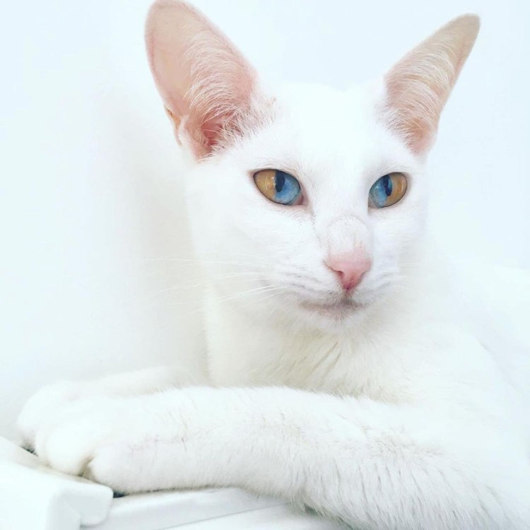 Ориентальная кошка экстремального типа мраморный