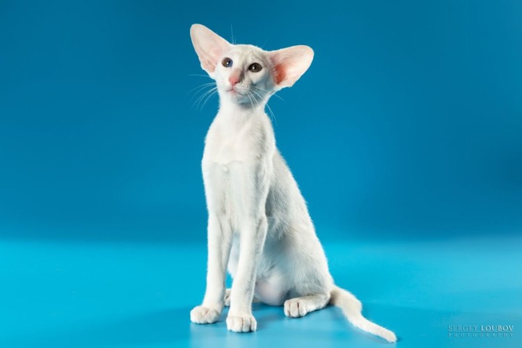 Ориентальная порода Форин Вайт