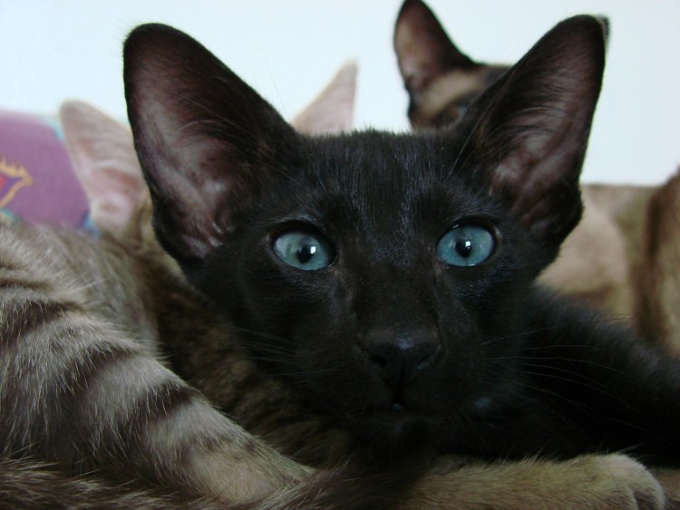 Тайский ориентальный кот