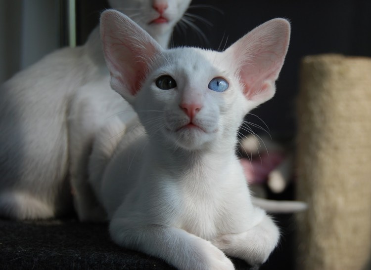 Ориентальная кобалинезийская кошкашка