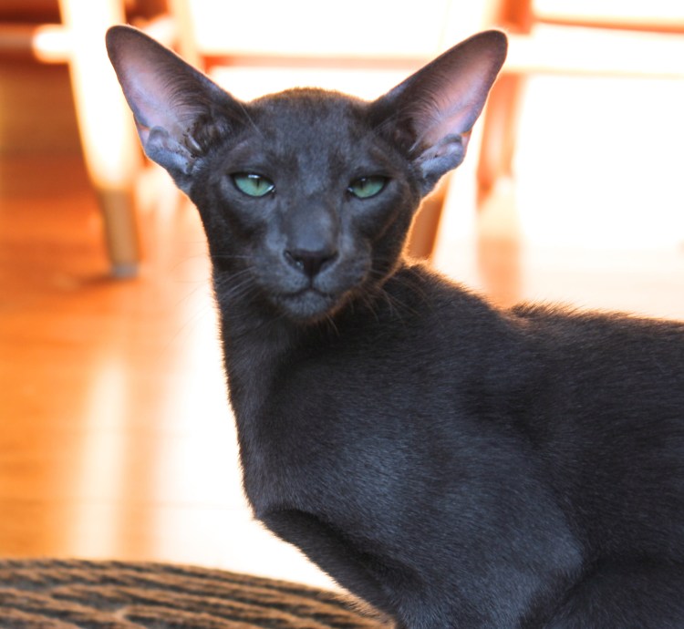 Ориентальный кот подбородок