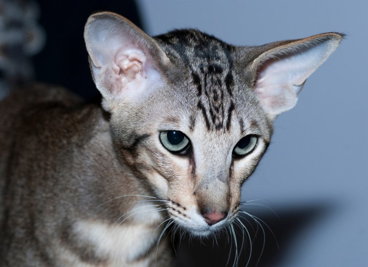 Сиамская кошка альбинос