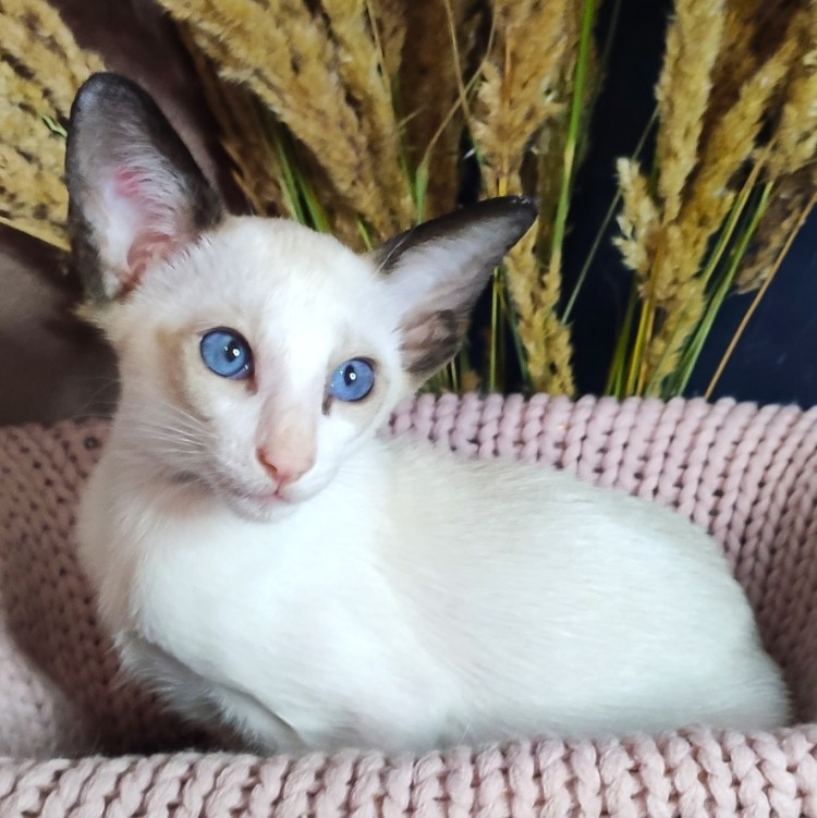 Порода кошек Ориентал белый