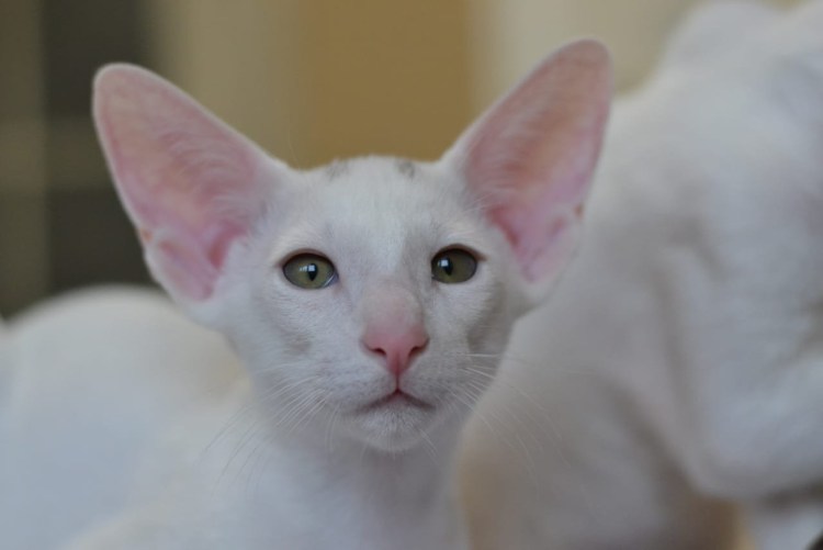 Чёрный ориентальный кот с голубыми глазами