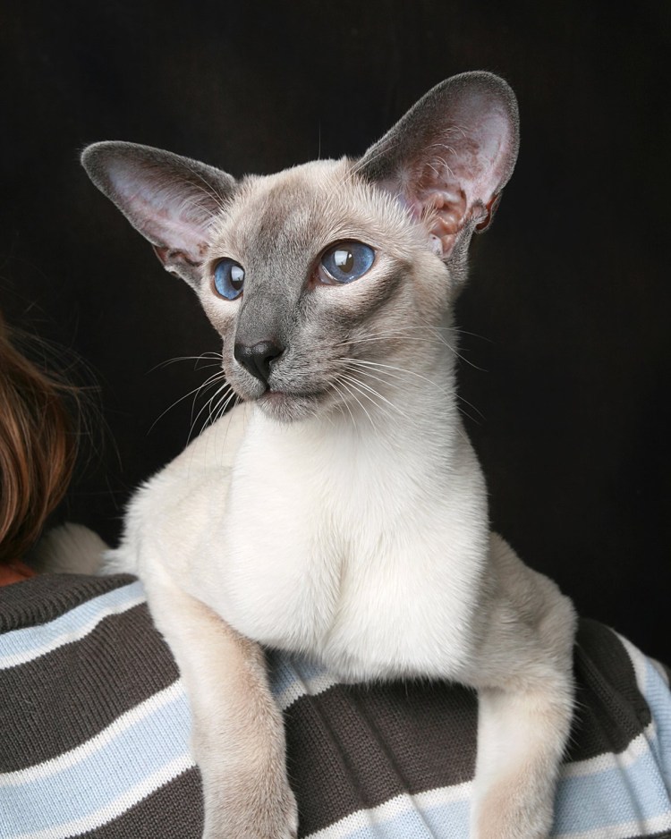 Тайская Сиамская и Ориентальная кошка