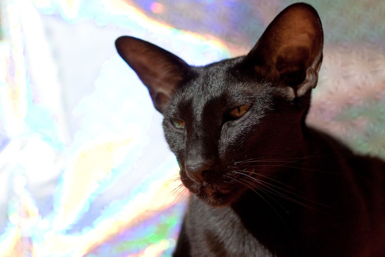 Кот Ориентал колор-Пойнт