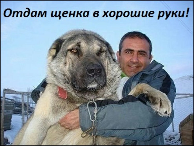 Туркменский волкодав кангал