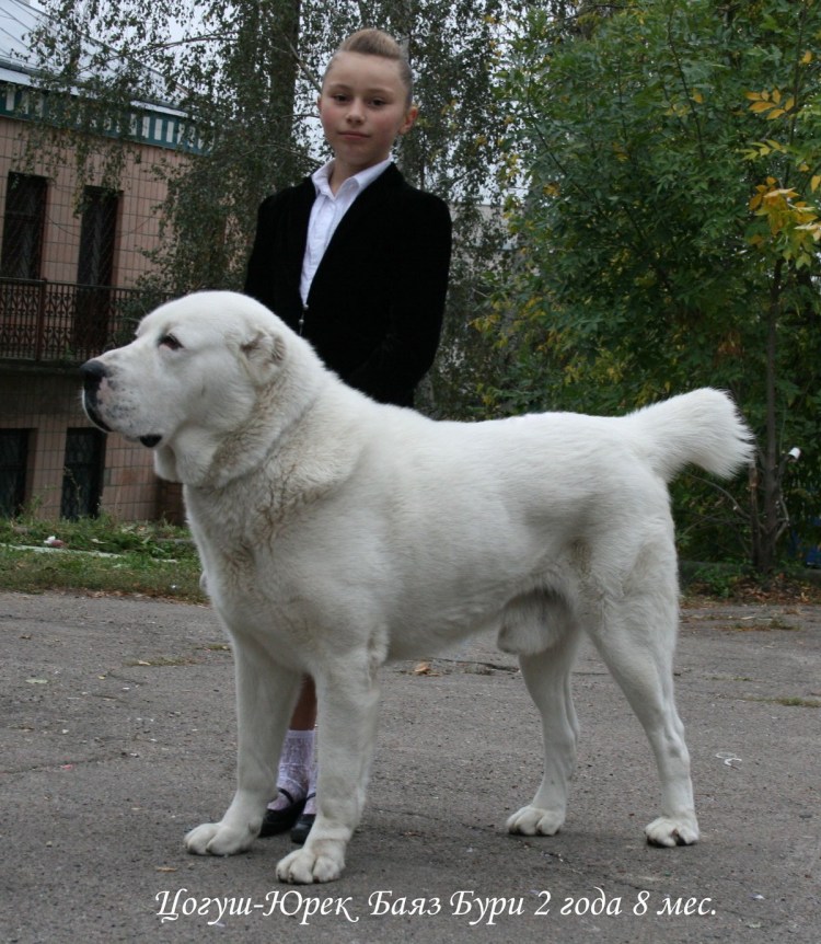 Среднеазиатская овчарка алабай