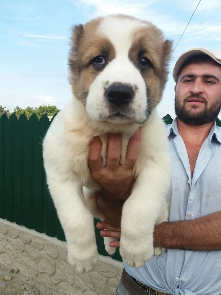 Алабай взрослый