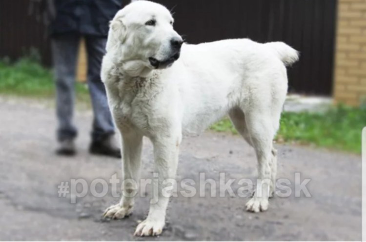Среднеазиатская овчарка алабай белые