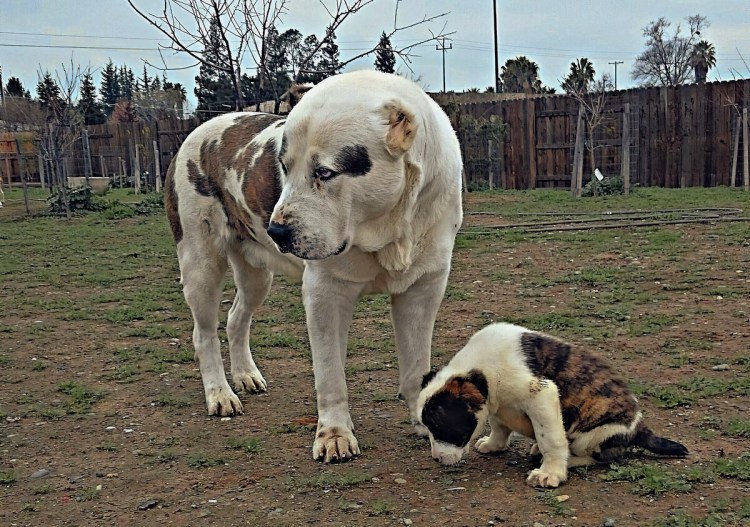 Среднеазиатских овчарок пастушьи