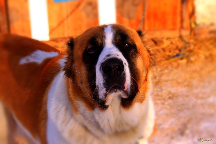 Свирепый алабай