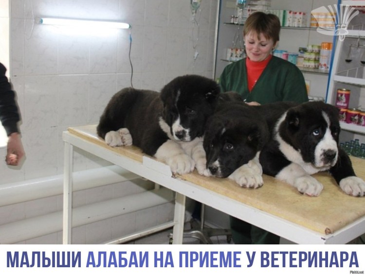 Щенки среднеазиатской овчарки 3 месяца