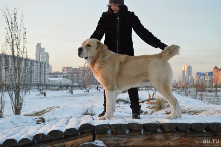 Туркменский алабай