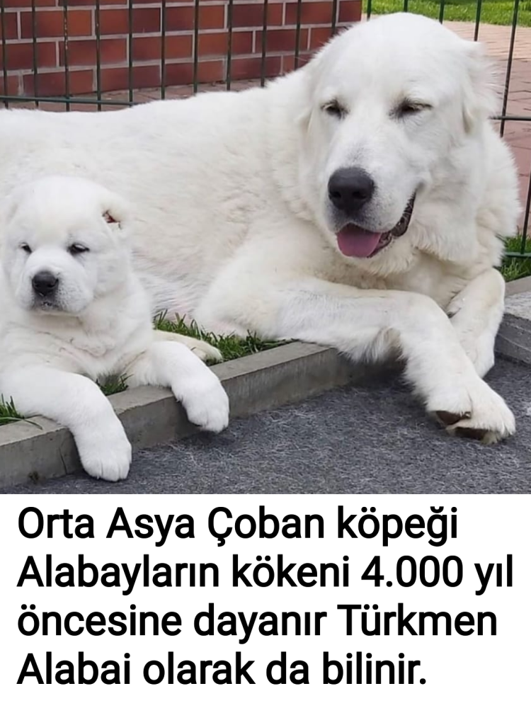 Щенок алабая белый