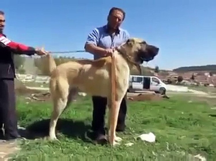 Алабай кангал Coban