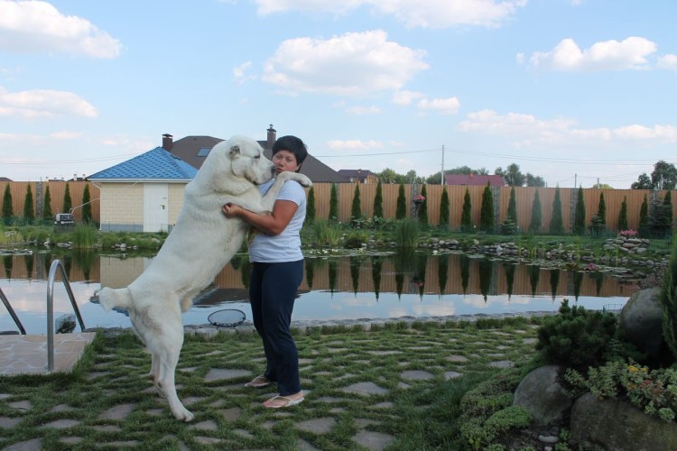 Туркменский алабай с человеком