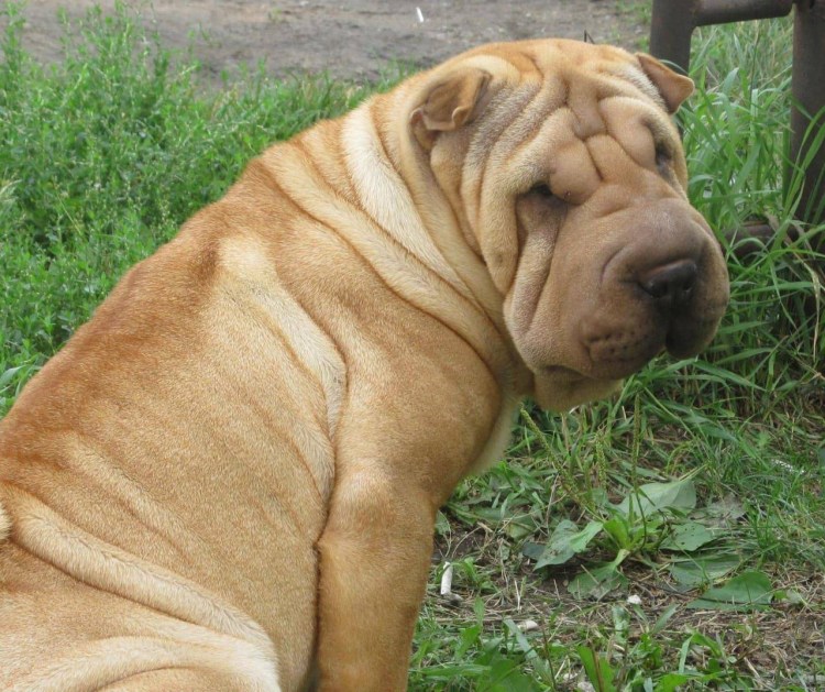 Шарпей собака рыжая