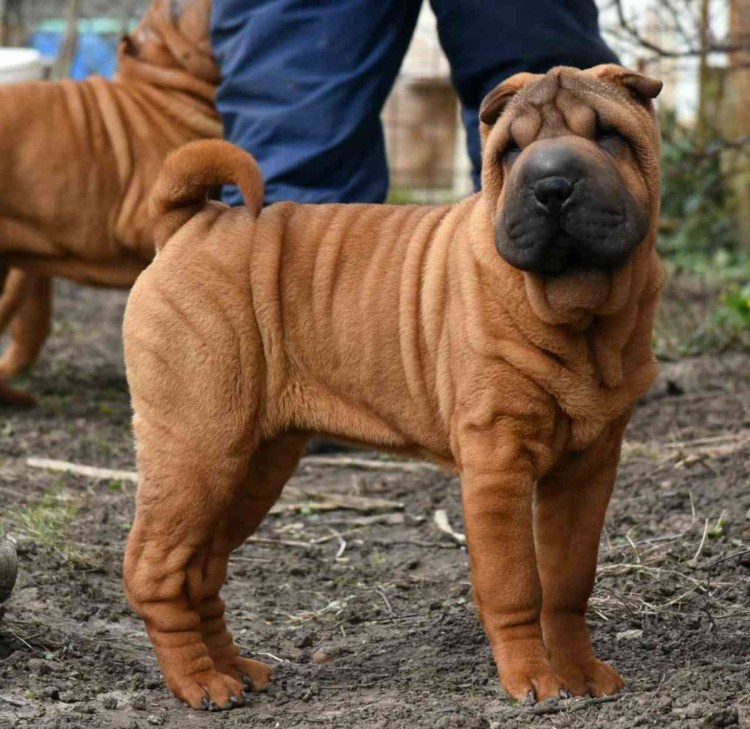 Шарпей минипей