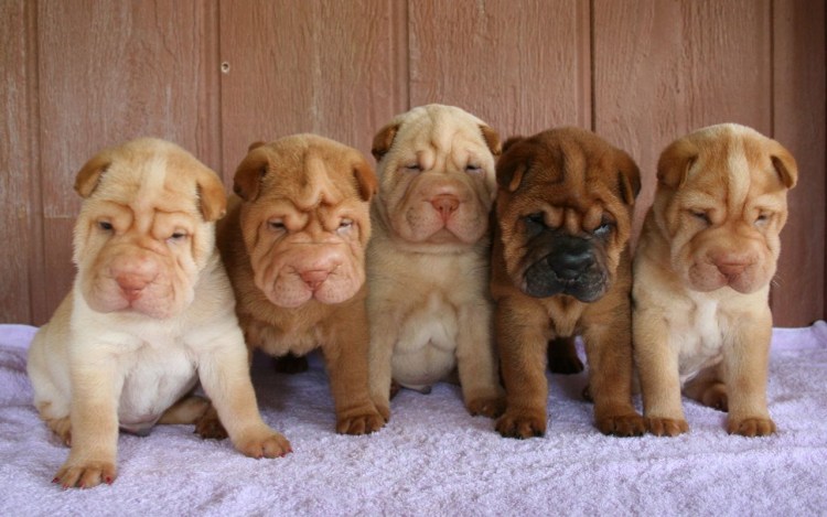 Новорожденный шарпей