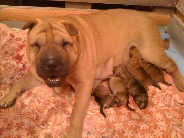 Новорожденные шарпеи