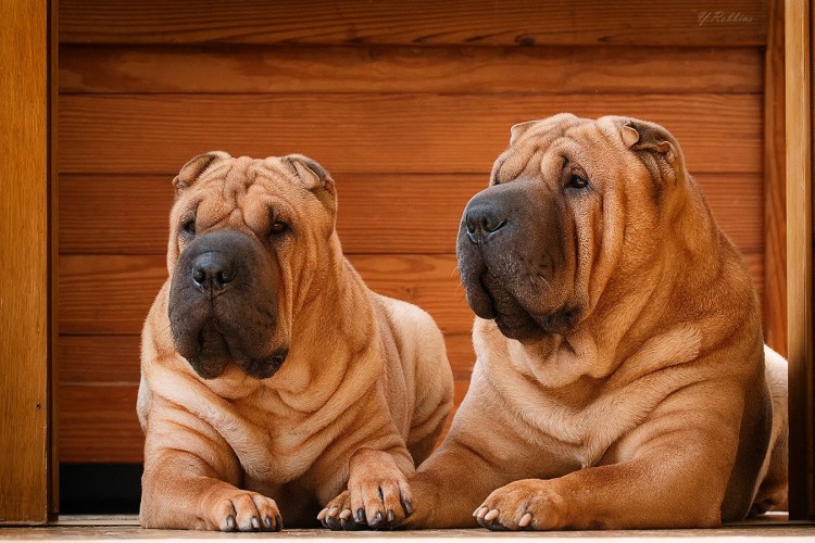 Собака шарпей