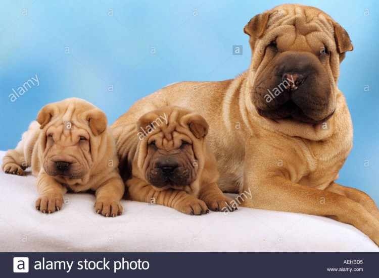 Шарпей собака щенок