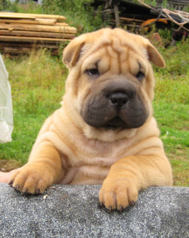 Собака шарпей