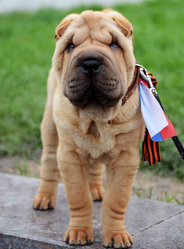 Порода шарпей