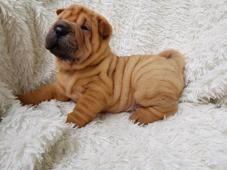Шарпей собака маленький