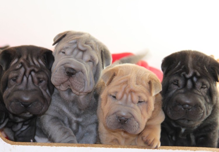 Шарпеи разных цветов