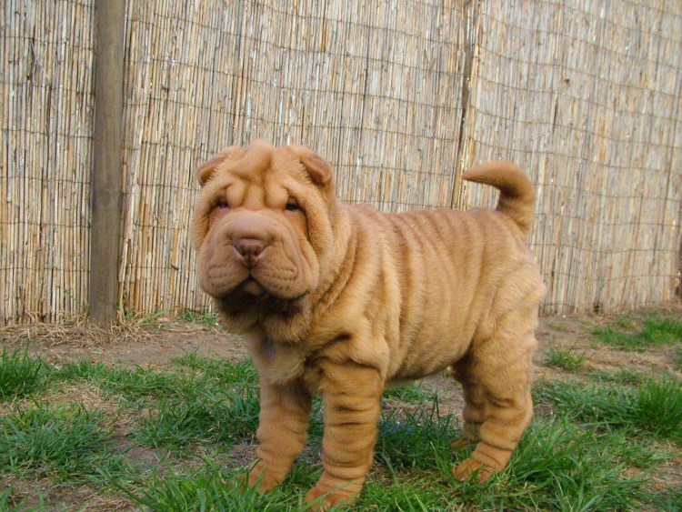 Шарпей собака размер