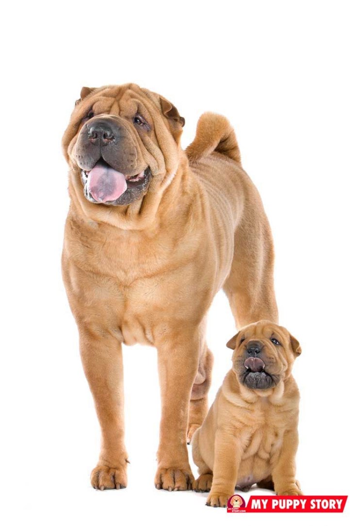 Самая большая порода шарпей