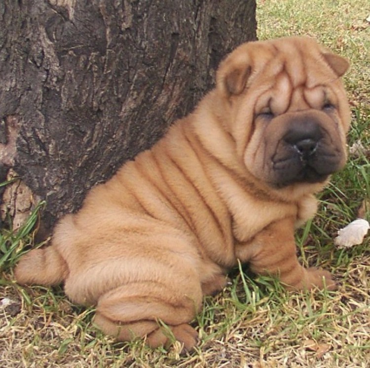 Шарпей маленький