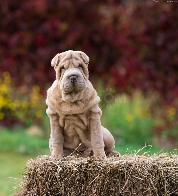 Шарпей Ушастый