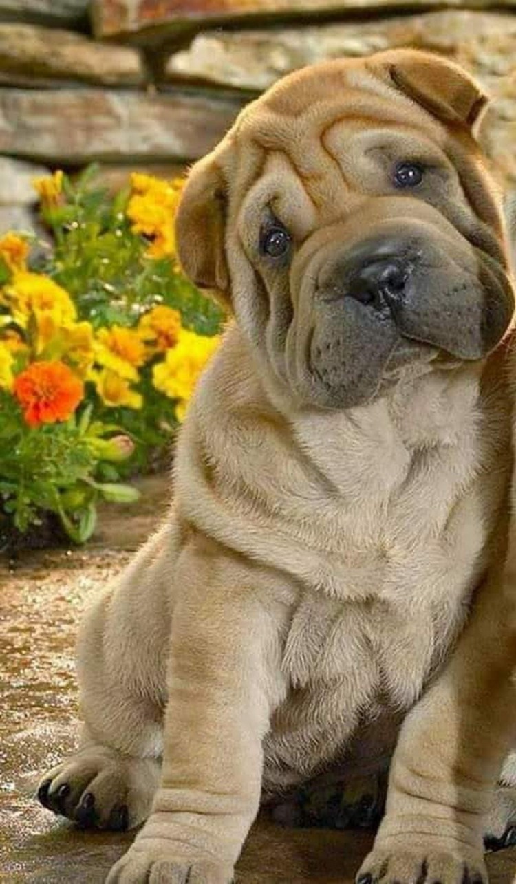 Щенки породы шарпей