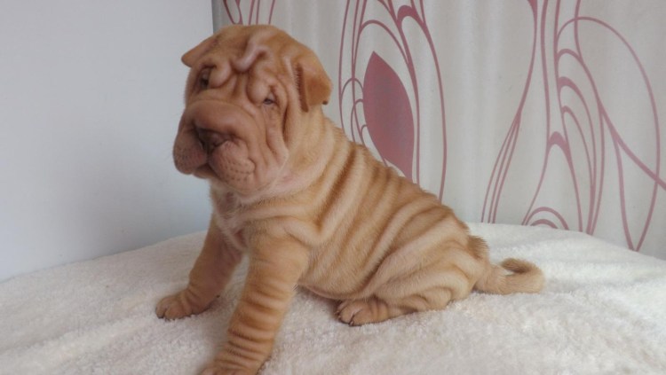 Собака китайских императоров порода шарпей