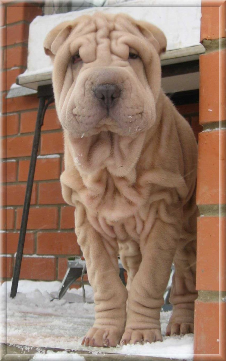 Шарпей Корсар