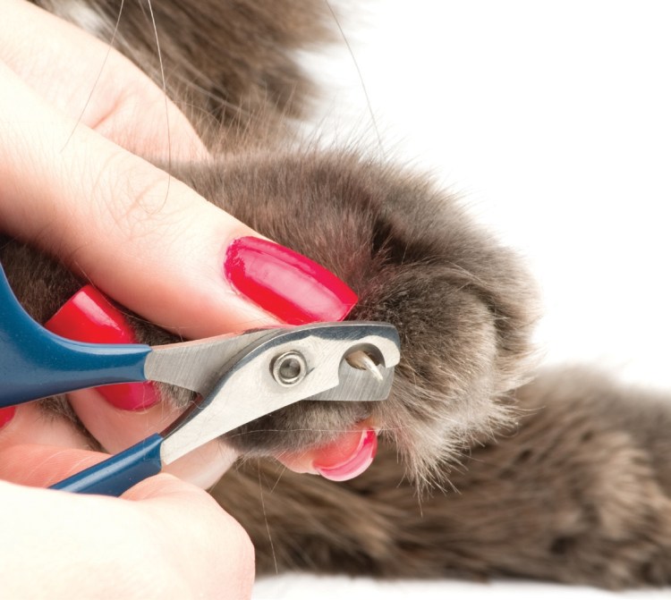 Стрижка когтей