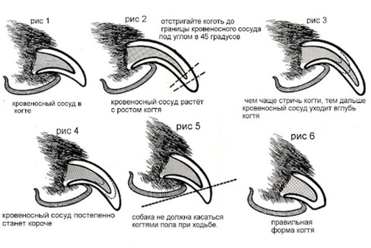 Рубашка для стрижки когтей у кошек