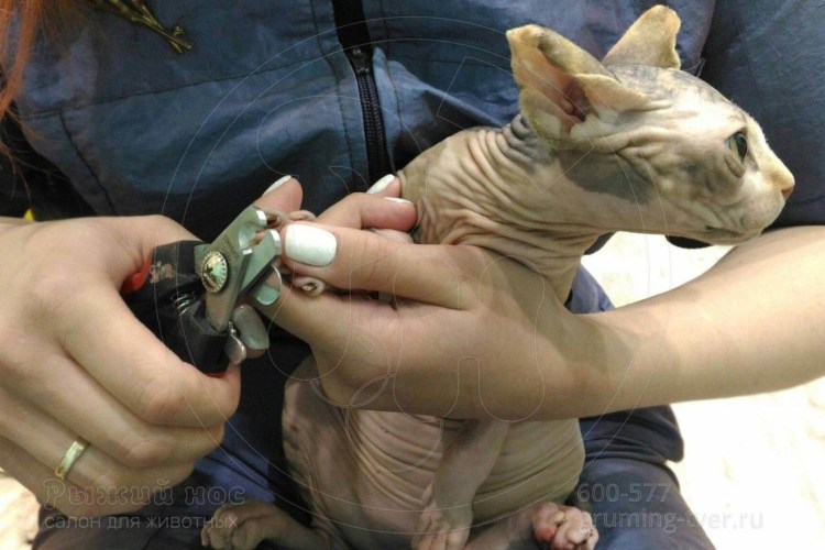 Подстричь когти котенку