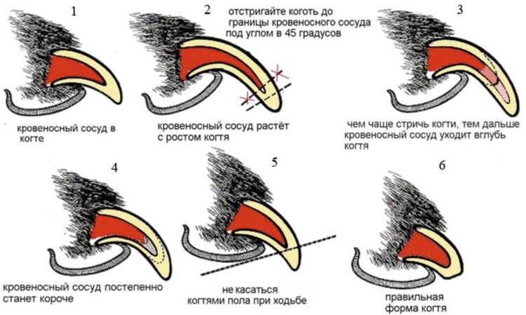 Подрезание когтей у кошек