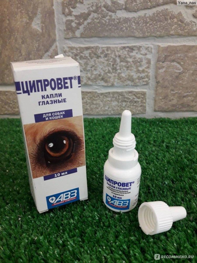Глазные капли для кота от коньюктивита