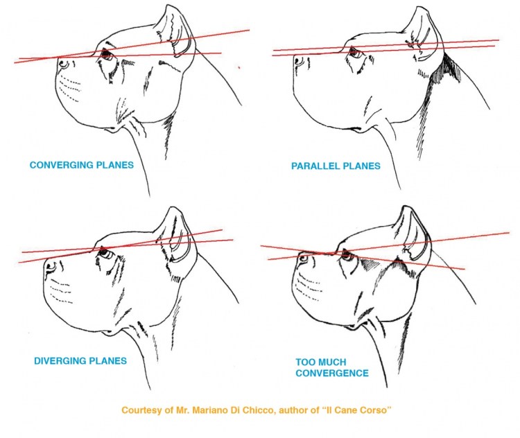 Схема купирования ушей Кане Корсо
