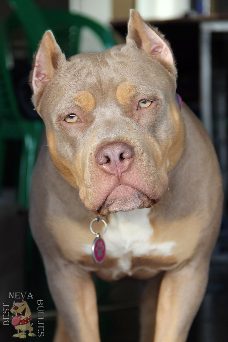 Американский булли с ушами