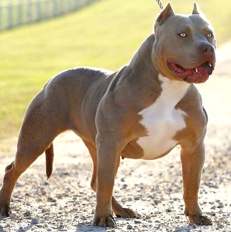 Американский булли XL