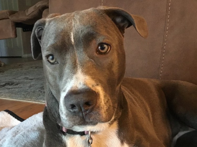 Купированные уши у собак