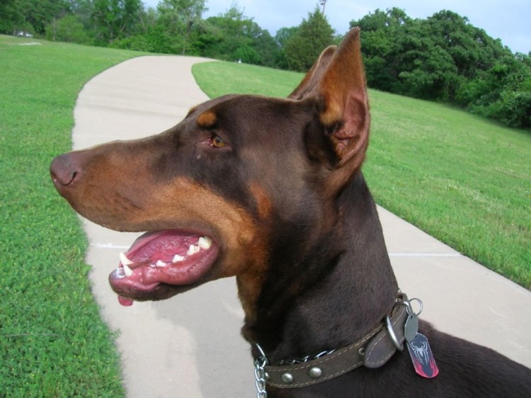 Питбуль купированный хвост