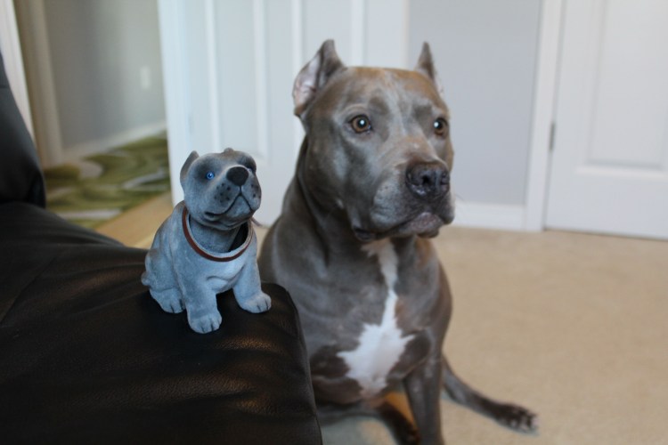 Американский стаффордширский терьер глаза