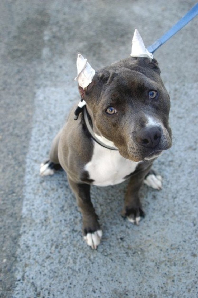 Питбуль щенок с некупированными ушами